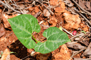 Red Lima Bean Seedling