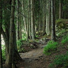Path n the old forest