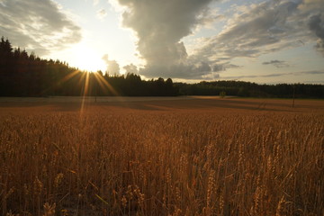 Fields in autumn evening in sunset time