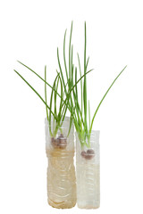 Planting spring onion by shallot in a plastic water bottle isolated on white background.