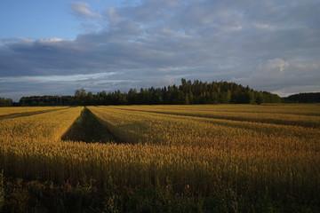 Fields in autumn evening in sunset time