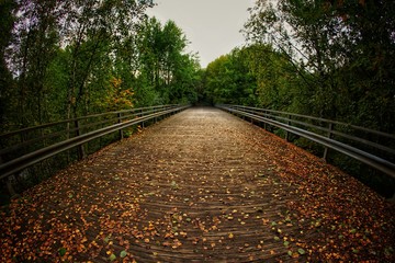 colourful autumn leaves on the bridge