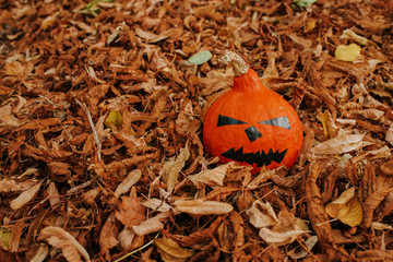 Halloween pumpkin. Scary face pumpkin in outdoor. Happy Halloween party holiday. Celebrate annual in October 31. Autumn season. Fall color, orange and yellow. Trick or treat. Nature green background
