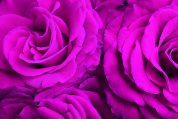 Beautiful violet roses closeup background.