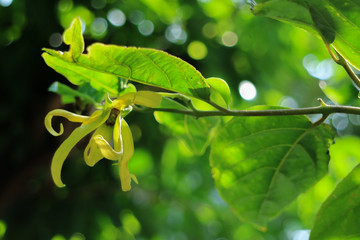 Cananga close up in garden