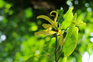 Cananga close up in garden