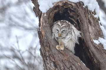 冬のエゾフクロウ