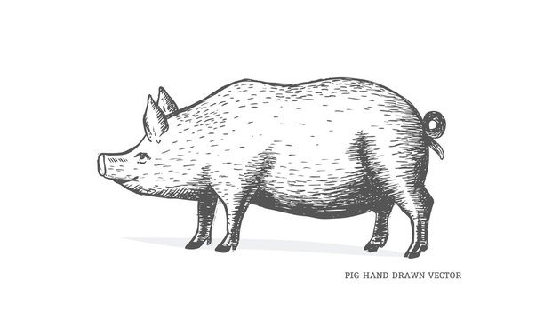 Sketch pig. HAND DRAWN VECTOR illustration.
