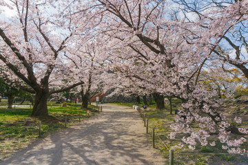 Fototapeta na wymiar Sakura blooming at Fukuoka castle, Japan