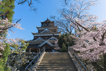 Hiroshima castle with sakura flower blooming