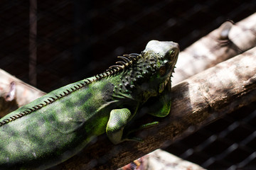 iguana on a branch