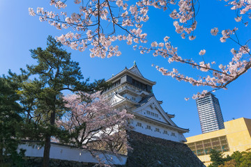 Kokura castle with sakura blooming