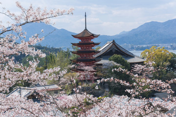 Sakura blooming at Miyajima Island, Japan