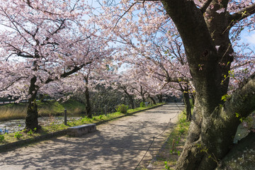 Sakura blooming at Fukuoka castle, Japan