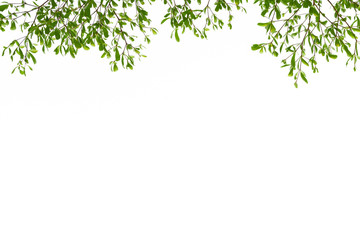 Green Leaves on white background.