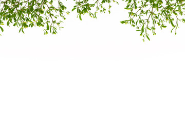 Green Leaves on white background.