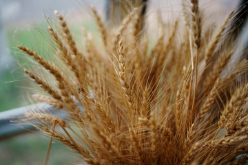 麦のドライフラワー