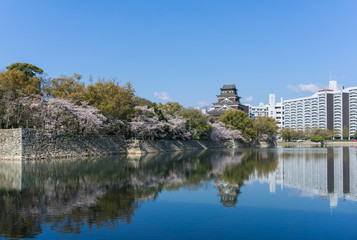 Fototapeta na wymiar Hiroshima castle with sakura flower blooming