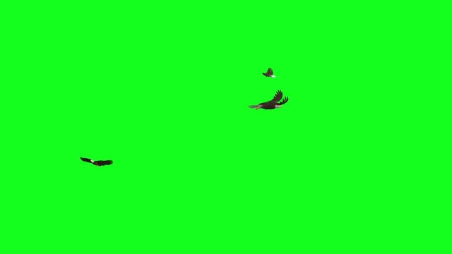 3 Bald Eagles. Three American raptor birds of prey. Flying around loop. Green screen. Realistic cinematic isolated 3D animation clip related to nature, animals and symbols of North America. 