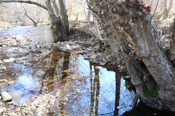 REFLEJO DE LOS TRONCOS DE LOS ÁRBOLES EN LA ORILLA DE UN RÍO DE AGUAS TRANQUILAS