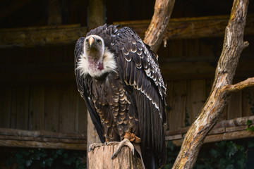 Hooded vulture - Necrosyrtes monachus sitting on a branch