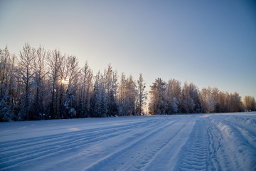 White road in a winter forest with snow covered trees in a sunny day
