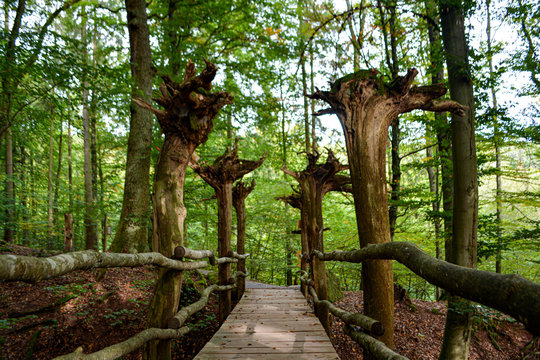 Germany: A hiking trail through the forest in the Wildparadies of Tripsdrill in South of Germany