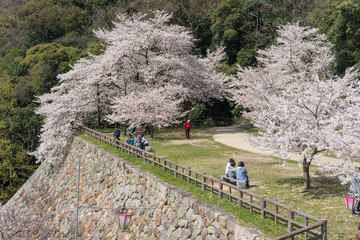 Sakura blooming at Tottori castle ruins, Japan