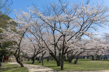 Sakura blooming at Tottori castle ruins, Japan