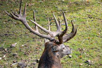 Naklejka na ściany i meble Deer stag in the forest