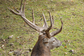 Deer stag in the forest