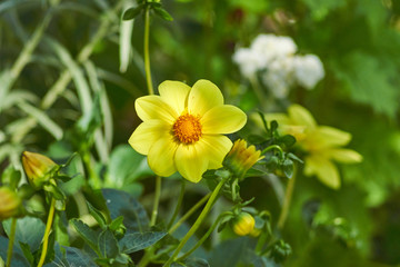 yellow flower on green background