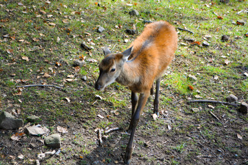 Red deer in the forest