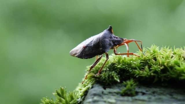 Forest bug (Pentatoma rufipes) standing on green moss. Slow motion close-up view with the red-legged shieldbug isolated on green blurry background. Their main food sources are the oak and hazel trees.