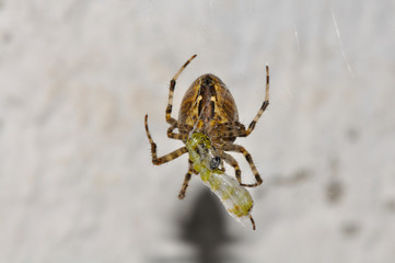 Kreuzspinne bei der Mahlzeit
