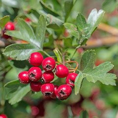 Weißdorn, Crataegus, Früchte