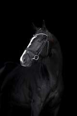 Beautiful horse on a dark background