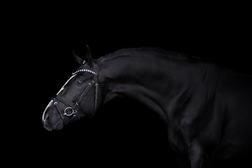 Fototapeta na wymiar Beautiful horse on a dark background