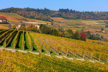 View of colorful autumnal vineyards in Italy.