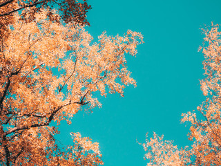 Obraz na płótnie Canvas Foliage in an autumn forest against blue sky. Nature background.