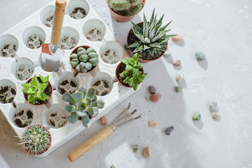 Photo of preparing a group of succulents and cacti for transplanting.