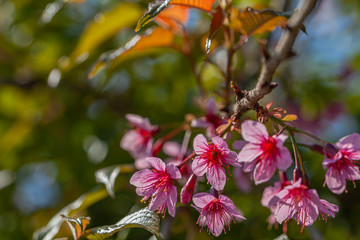 Obraz premium Beautiful Pink white Cherry blossom flowers tree branch in garden with blue sky..