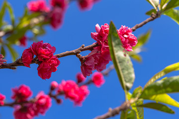 colorful of Pink peach blossom in blue sky during winter