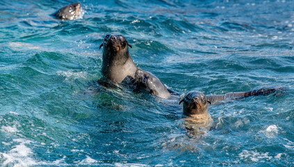 Obraz premium Seals swim in the water . Cape fur seal, Scientific name: Arctocephalus pusilus. Seal Island, False Bay, South Africa .