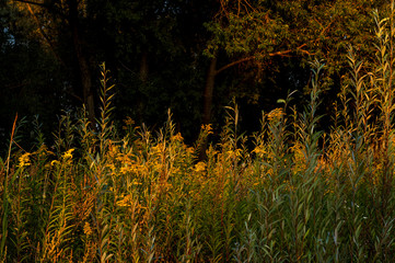Meadow at the edge of the forest in the rays of the setting sun