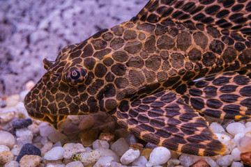 Little pterygoplichthys gibbiceps is watching others