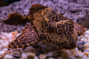 Brocade catfish lurks at the bottom of the aquarium
