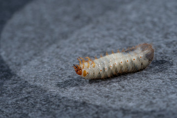 Käfer-Larve: Engerling (Raupe)