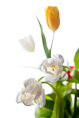 Tulip flowers on white background