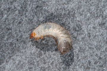 Käfer-Larve: Engerling (Raupe)